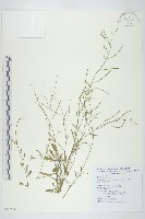 玉山筷子芥藏品圖，第1張