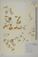 網脈繁縷藏品圖，第1張