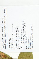 斑花青牛膽藏品圖，第2張