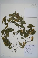 阿里山千金榆藏品圖，第1張