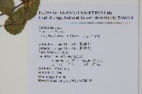 阿里山千金榆藏品圖，第2張