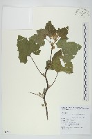 蒼耳藏品圖，第1張