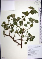 圓葉金午時花藏品圖，第1張