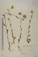 日本假蓬藏品圖，第1張