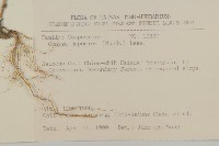 日本假蓬藏品圖，第2張