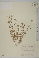 卷耳藏品圖，第1張