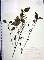 光果龍葵藏品圖，第1張