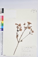 細葉杜鵑、南湖杜鵑、志佳陽杜鵑藏品圖，第1張