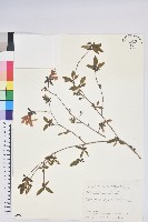 紅毛杜鵑藏品圖，第1張