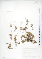 合歡柳葉菜藏品圖，第1張