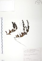 玉山水苦賈藏品圖，第1張