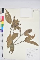 阿里山三斗石櫟藏品圖，第1張