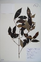 高山莢迷藏品圖，第1張