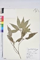 狹葉櫟藏品圖，第1張