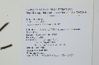 阿里山冬青藏品圖，第2張