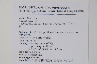 日本牛膝藏品圖，第2張