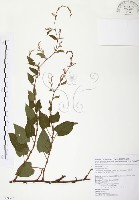 台灣何首烏藏品圖，第1張
