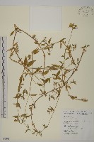 狗筋蔓藏品圖，第1張