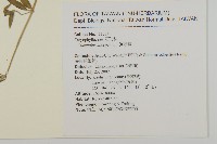 狗筋蔓藏品圖，第2張