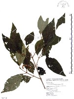 杜虹花，台灣紫珠藏品圖，第1張