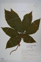 臺灣藤漆藏品圖，第1張