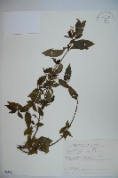 狹葉莢迷藏品圖，第1張