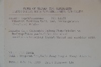 狹葉莢迷藏品圖，第2張