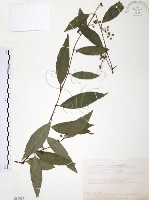 台灣山桂花藏品圖，第1張