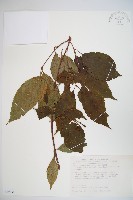 臺灣蝴蝶戲珠花、臺灣蝴蝶花藏品圖，第1張