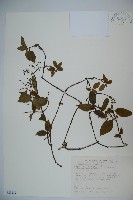 狹葉莢迷藏品圖，第1張