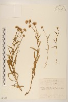 玉山飛蓬藏品圖，第1張