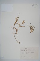 玉山沙參藏品圖，第1張