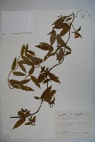 阿里山忍冬、漸尖葉忍冬藏品圖，第1張