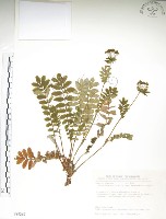 玉山金梅藏品圖，第1張