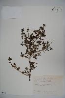 川上氏忍冬藏品圖，第1張