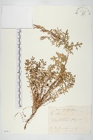 臺灣山芥菜藏品圖，第1張