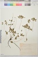 傅氏唐松草藏品圖，第1張