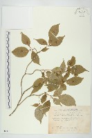 臺灣青莢葉藏品圖，第1張