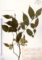 阿里山榆藏品圖，第1張