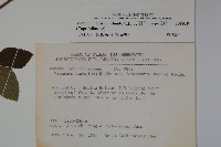 松田氏莢迷、宜昌莢迷藏品圖，第2張