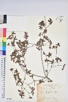 細葉杜鵑、南湖杜鵑、志佳陽杜鵑藏品圖，第1張