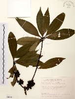 五掌楠藏品圖，第1張