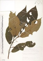 水冬瓜藏品圖，第1張