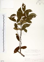 台灣楊桐藏品圖，第1張