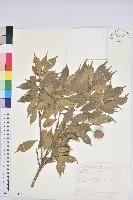 後大埔石櫟、煙斗石櫟藏品圖，第1張