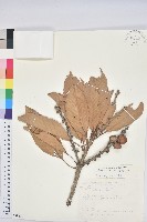 大葉石櫟藏品圖，第1張