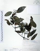 柱果鐵線蓮藏品圖，第1張