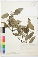 柱果鐵線蓮藏品圖，第2張