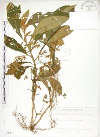 同蕊草、異色線柱苣苔藏品圖，第1張