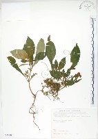 同蕊草、異色線柱苣苔藏品圖，第1張